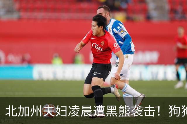 北加州夫妇凌晨遭黑熊袭击！狗狗冲上去护主身亡，主人：它救了我们的命